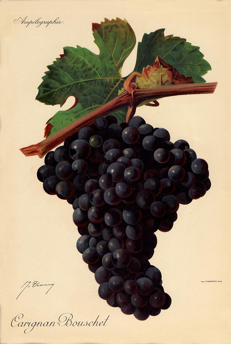 Cépage Carignan