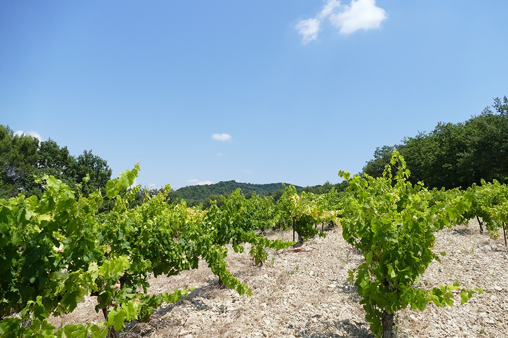 terroir caillouteux