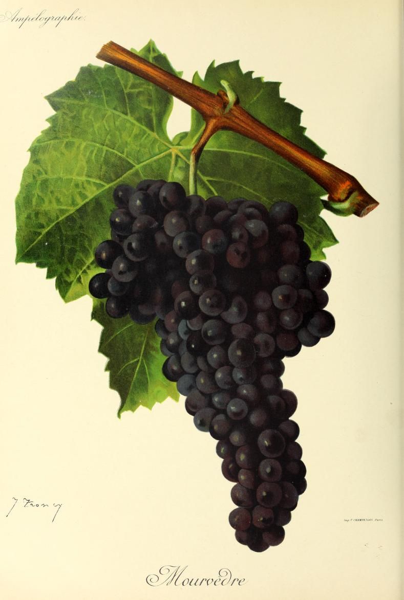 Cépage Mourvèdre